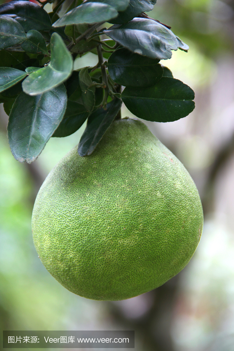 在树,南美洲哥伦比亚的圣玛尔塔,生长的大绿色