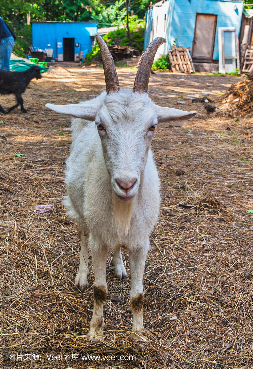 山羊胡,只留于下颚的胡子,山羊胡子,垂直画幅