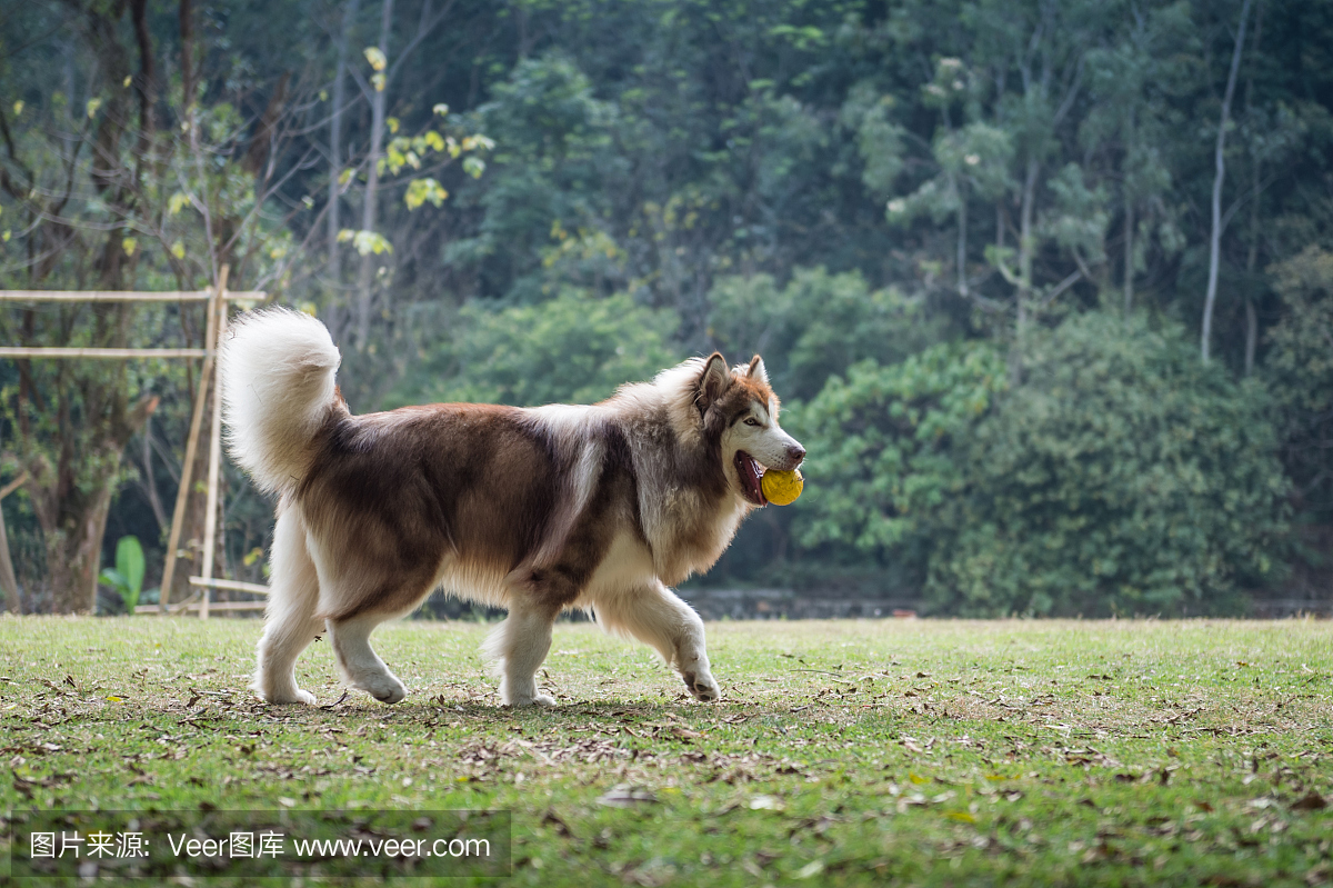 苏俄牧羊犬,俄罗斯猎狼犬,苏俄猎狼犬,俄罗斯牧