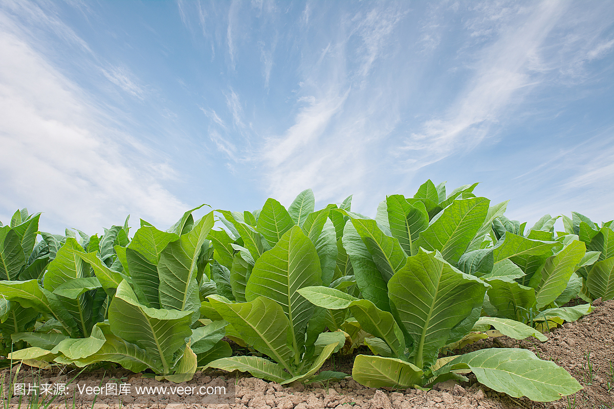 烟草,烟草制品,烟叶,烟丝