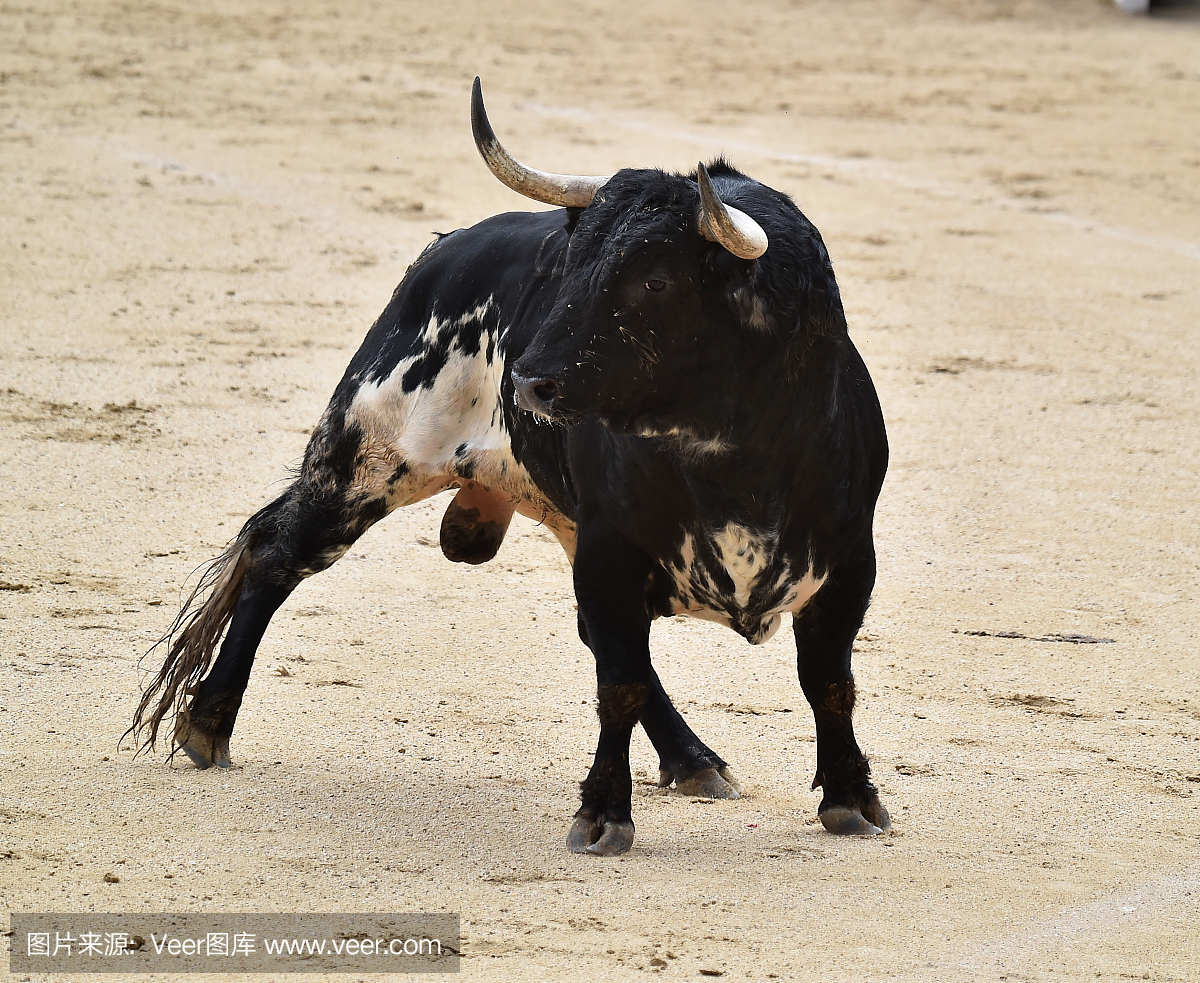 斗牛比赛,斗牛,西班牙斗牛,斗牛赛