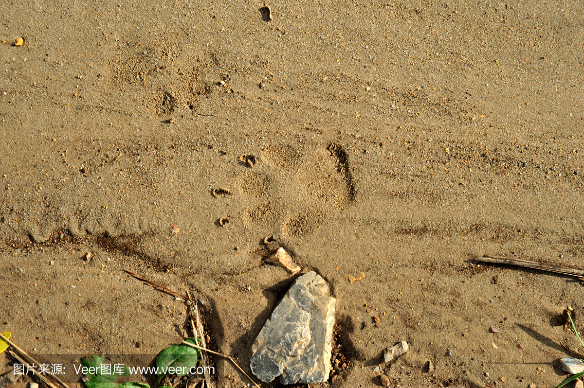 动物留下的痕迹,蹄印,脚印子,动物脚印