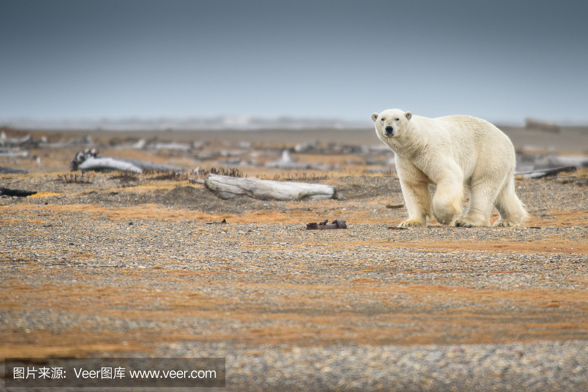 北极熊在阿拉斯加州陆地上行走