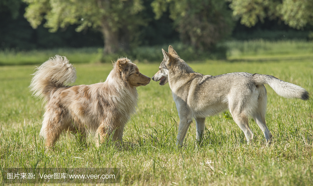 澳大利亚牧羊人和捷克斯洛伐克狼狗一起玩耍。