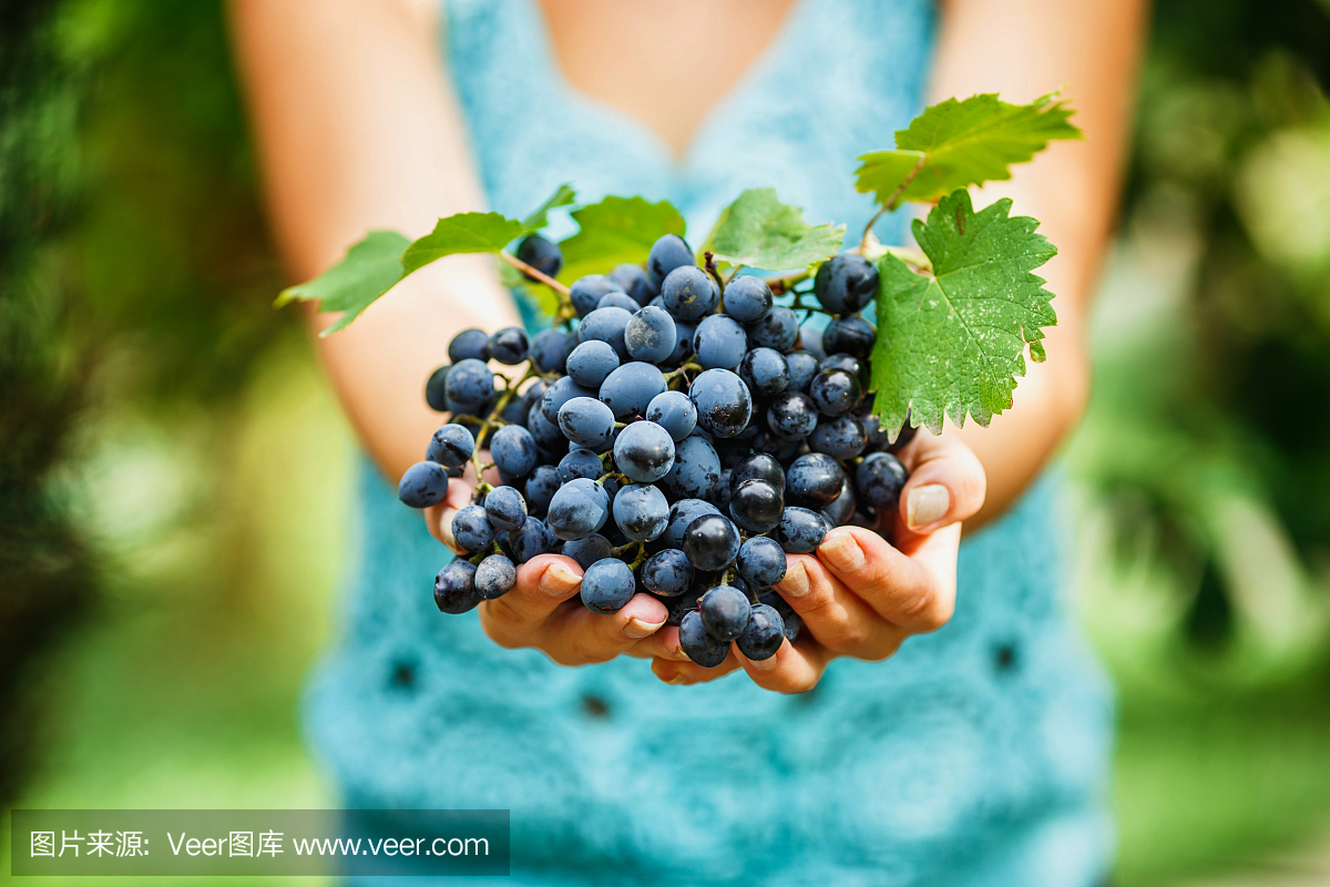 葡萄,鲜食葡萄,葡桃,酿红酒用葡萄