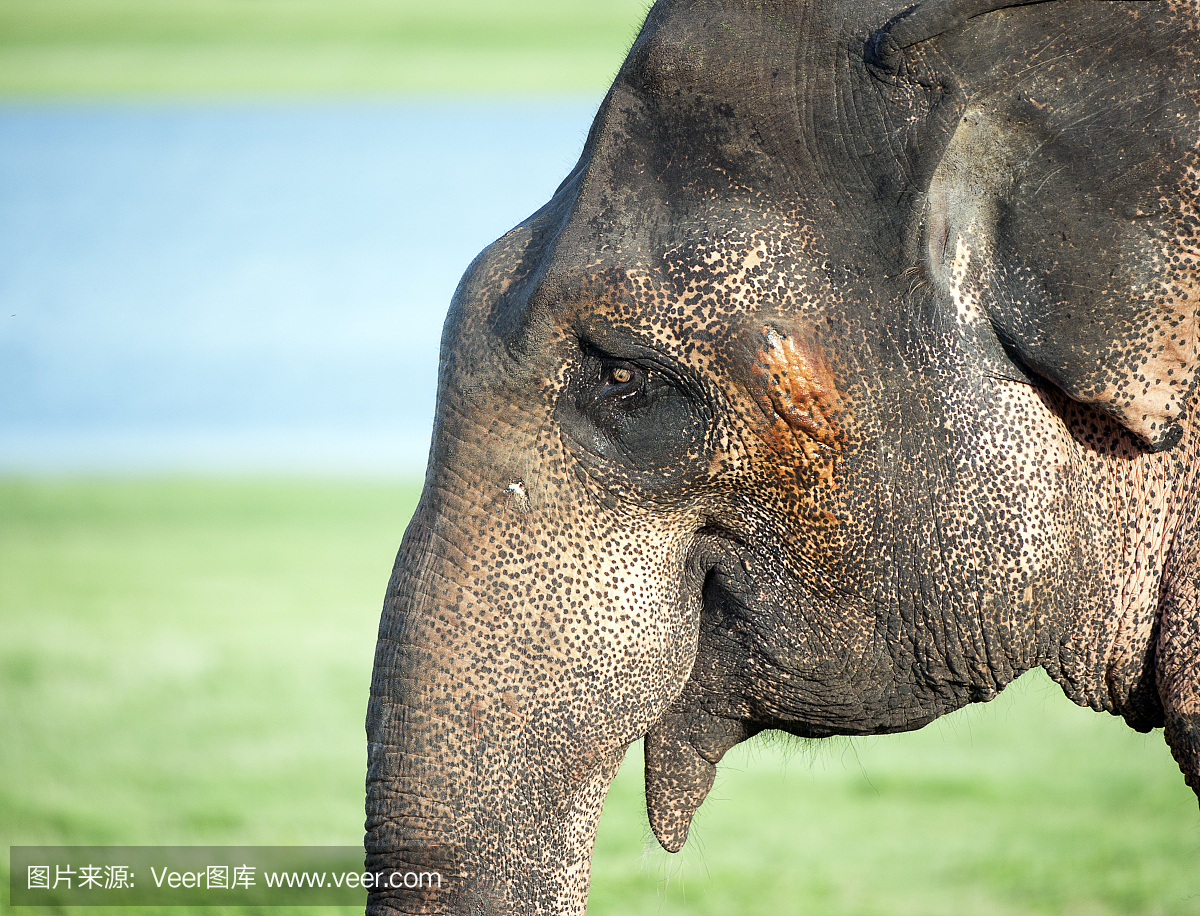 男性在肯尼亚简介,Minneriya国家公园,斯里兰卡