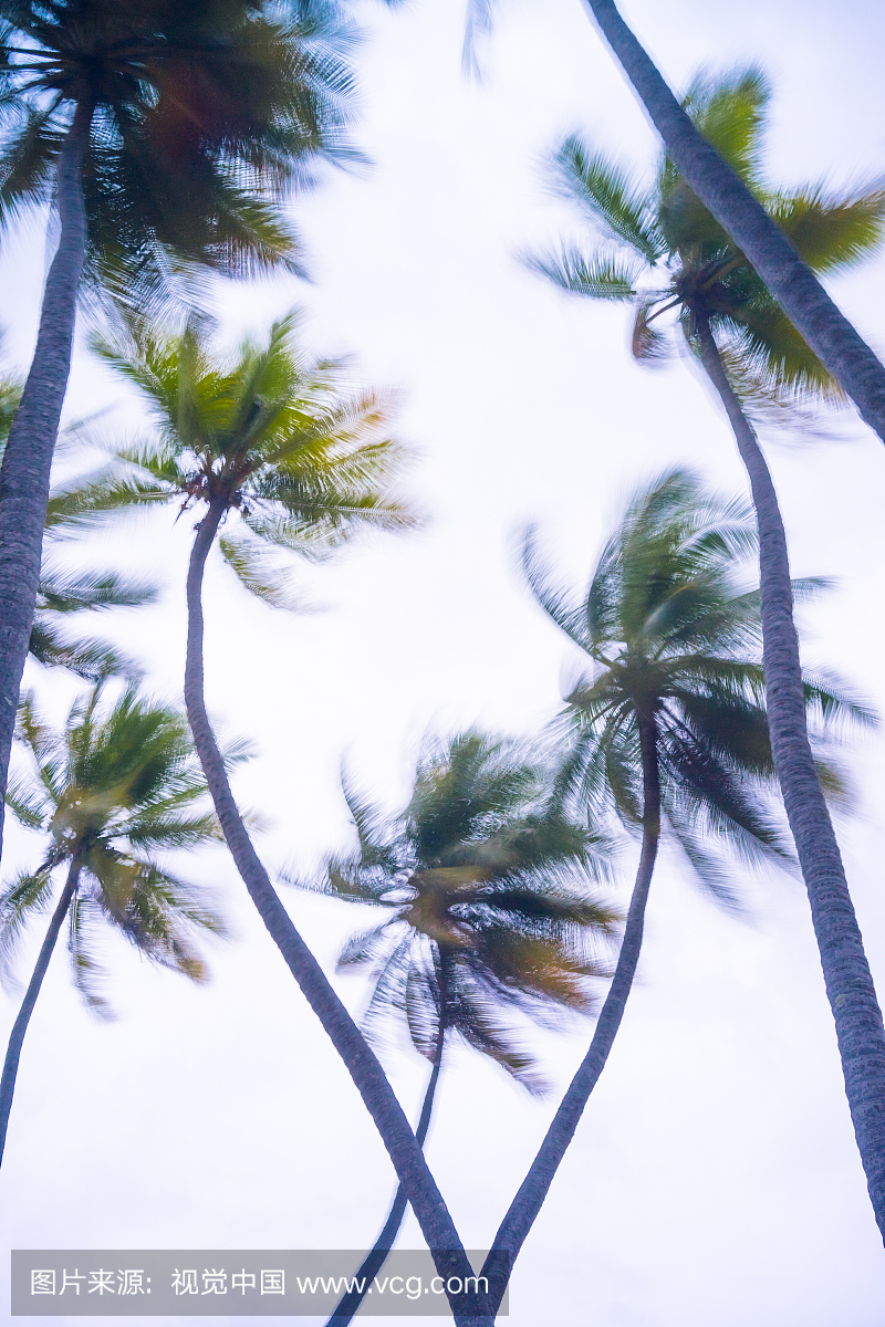 马尔代夫,阿里环礁,在暴风雨中看到棕榈树顶