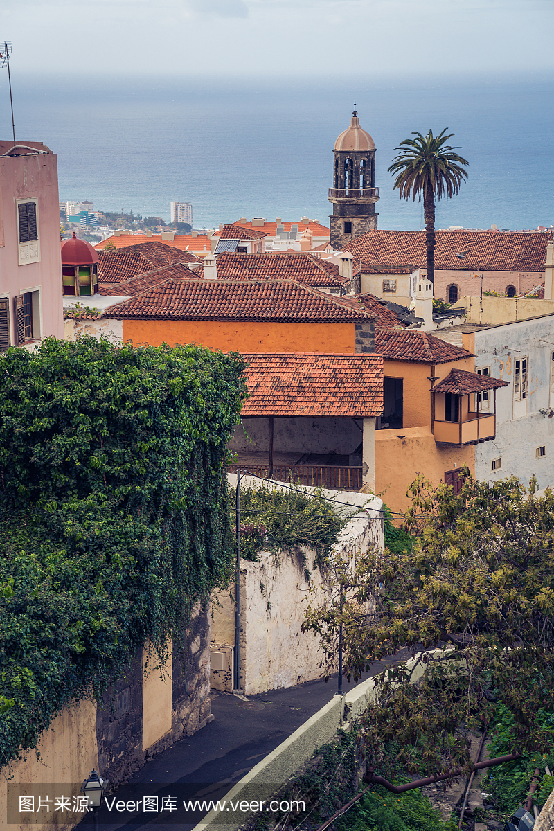 热带气候,西班牙文化,大西洋,北美歌雀