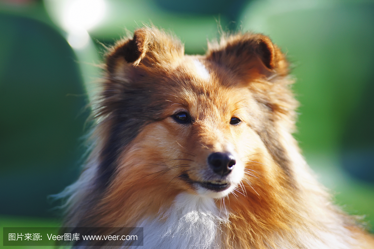 可爱的肖像肖像狗坐在户外晴朗的天气