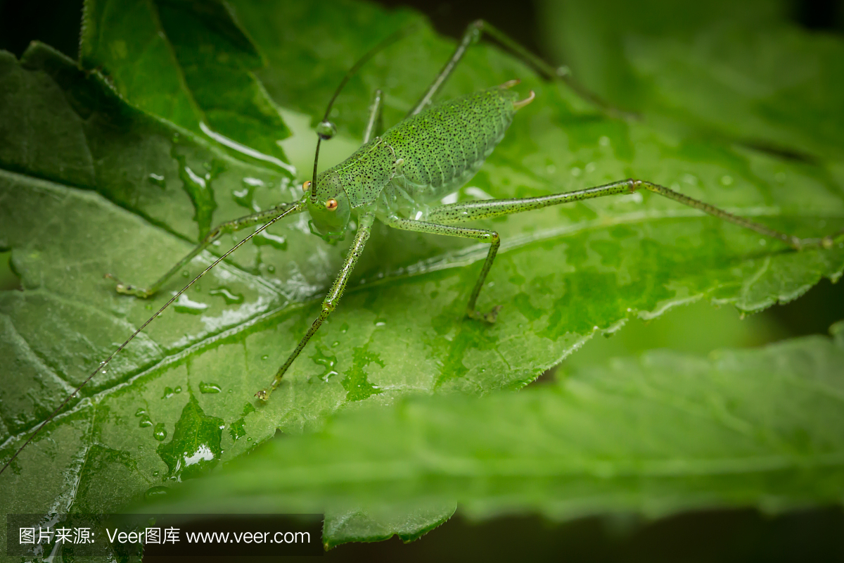 纺织娘是什么昆虫动物？小龙来为您回答