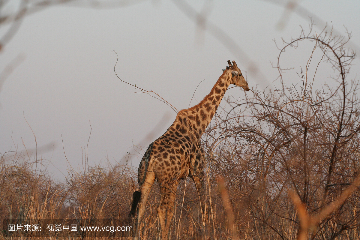 非洲,鳄鱼,野生动物,野生动物保护
