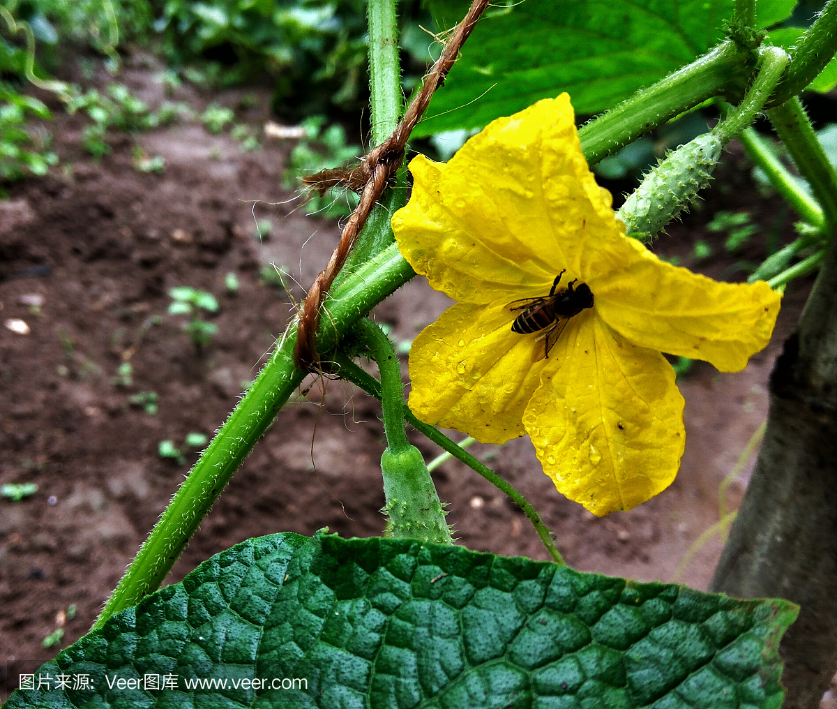由蜜蜂授粉的黄瓜花