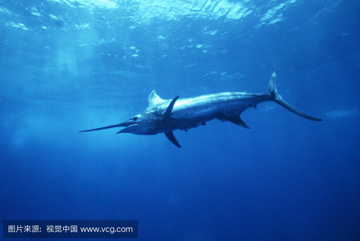 一只动物,蓝枪鱼,野外动物,户外