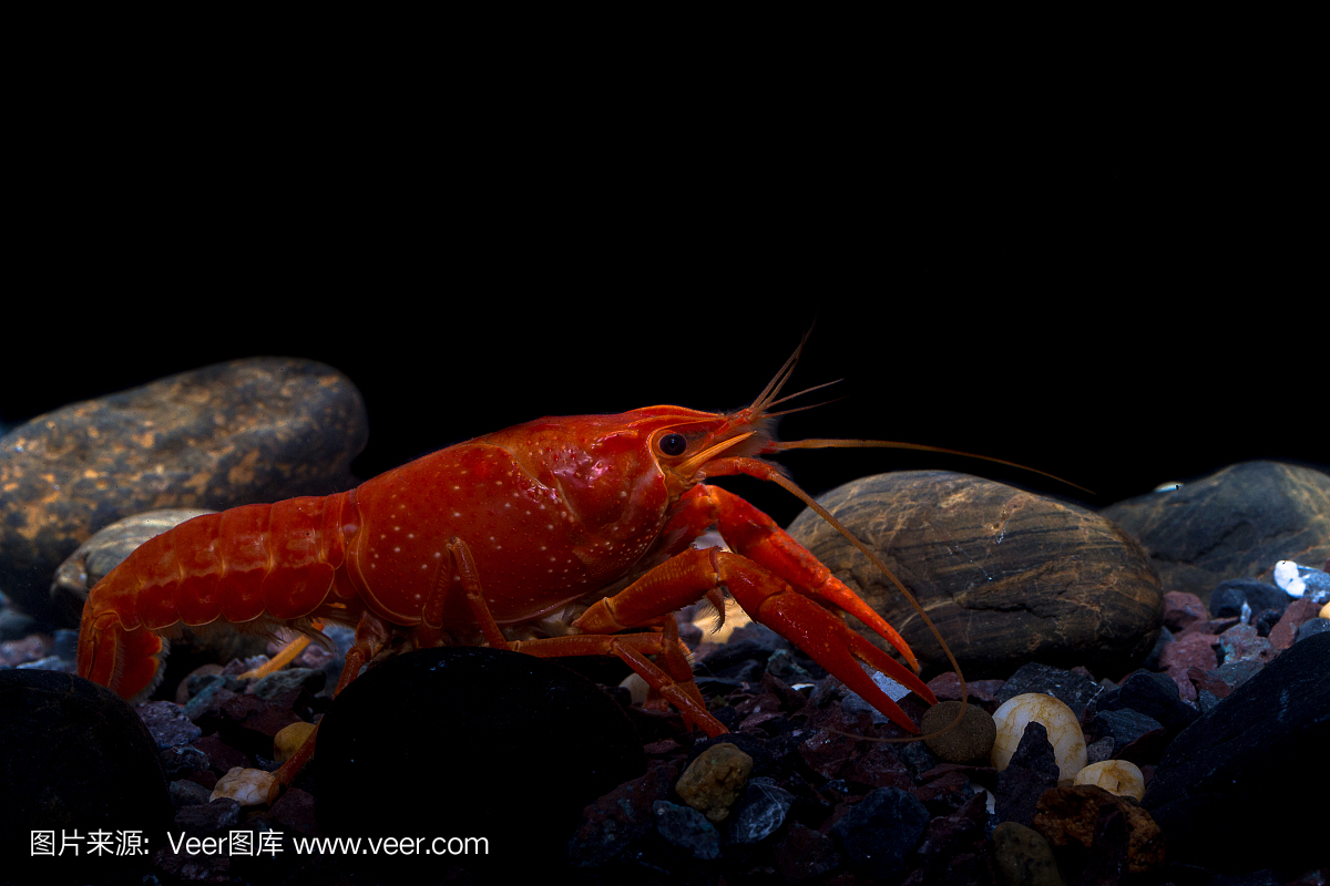 墨西哥橙色小龙虾