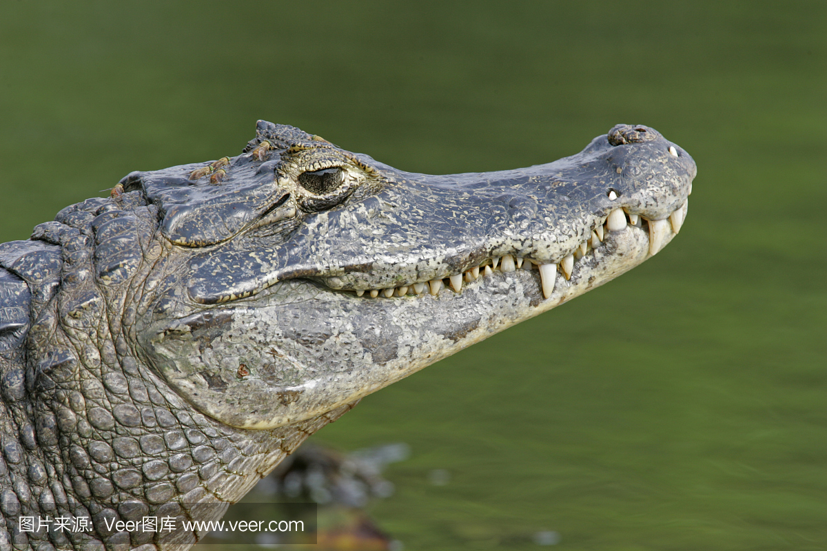 眼镜凯门鳄,眼镜斑短吻鳄,眼镜斑窄吻鳄,眼镜斑宽吻鳄