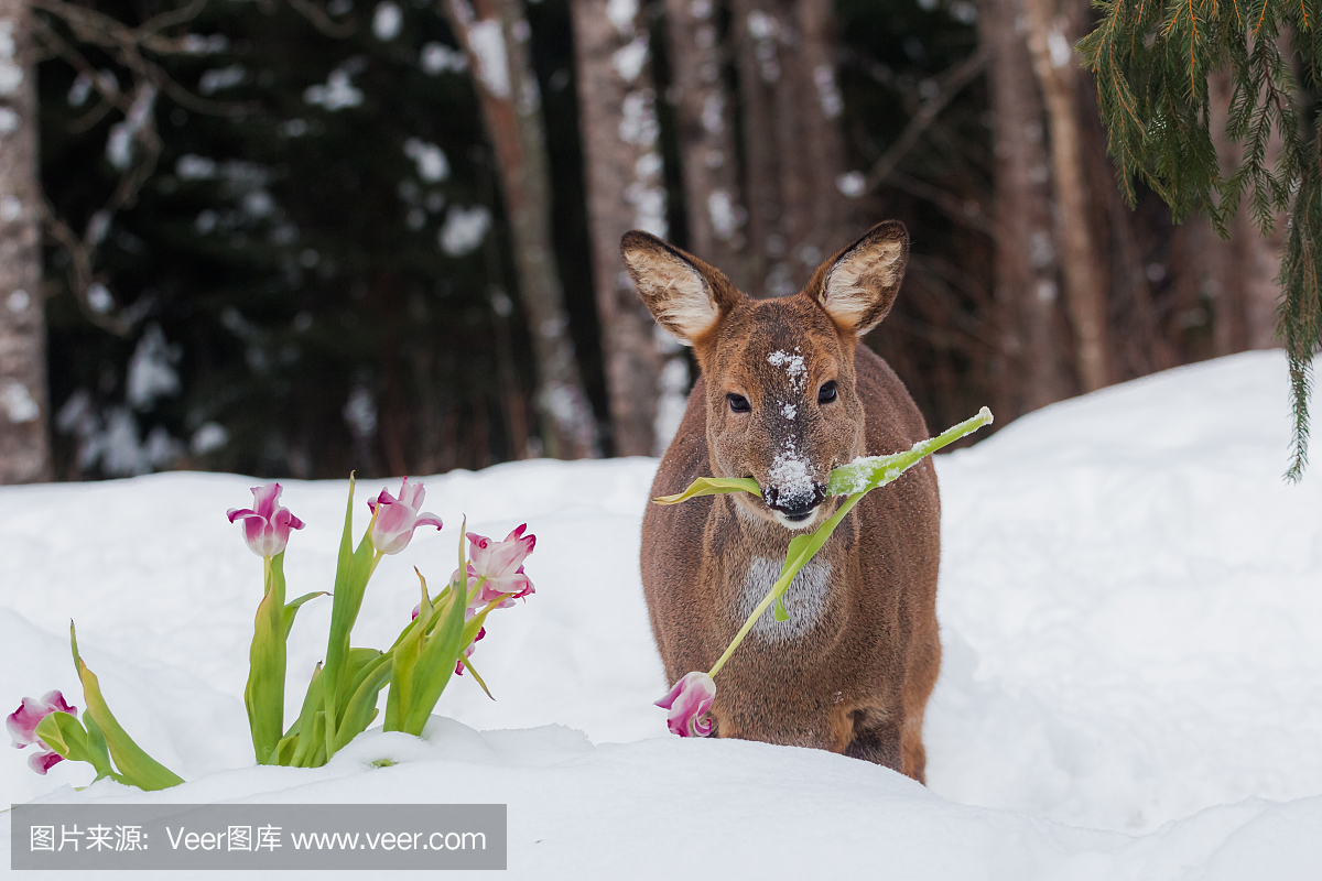 瑞典,英文字母T,食品,雪
