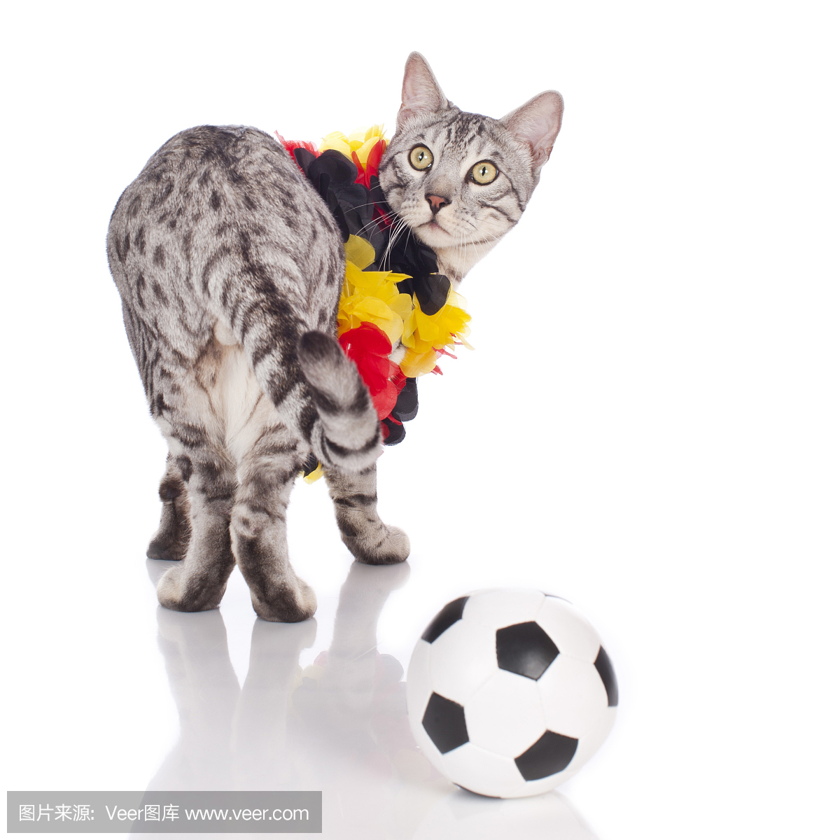孟加拉猫配德国足球设备