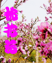 桃花飘落动态图片_图片搜索 - www.woyidu.com-364kb