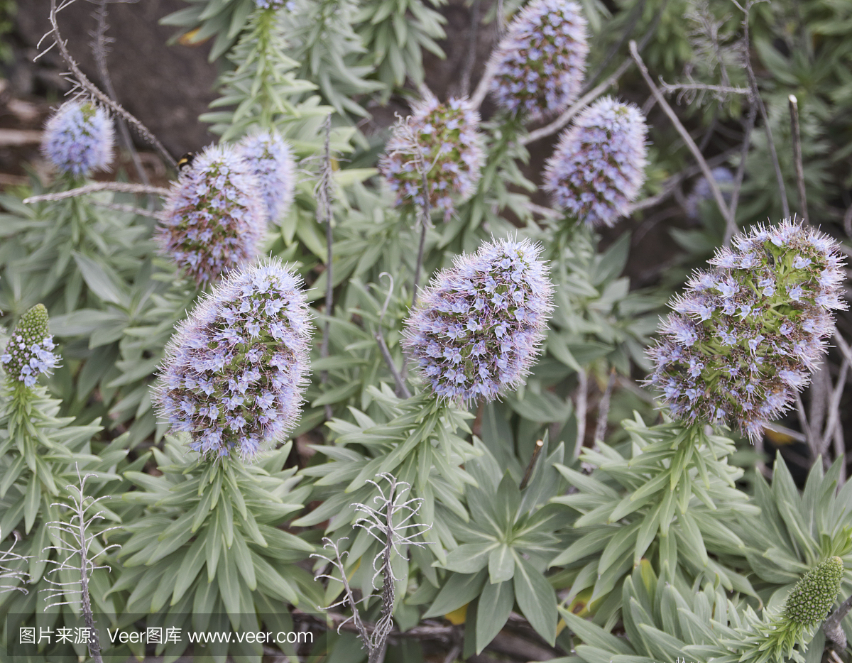 蓝蓟,马德拉的骄傲,蓝蓟属,选择对焦