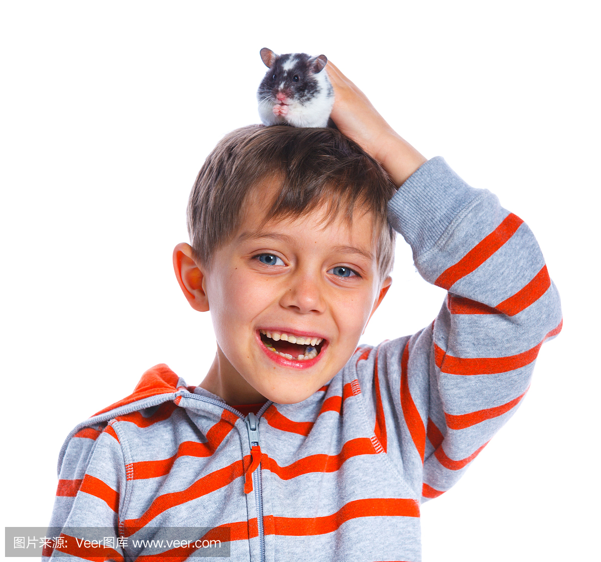 仓鼠,大老鼠,大田鼠,硕鼠