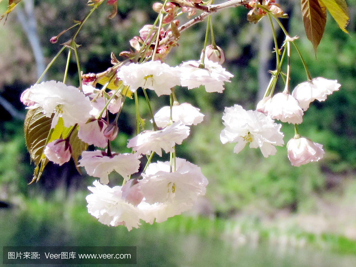 多伦多高公园樱花开花于二零一五年五月