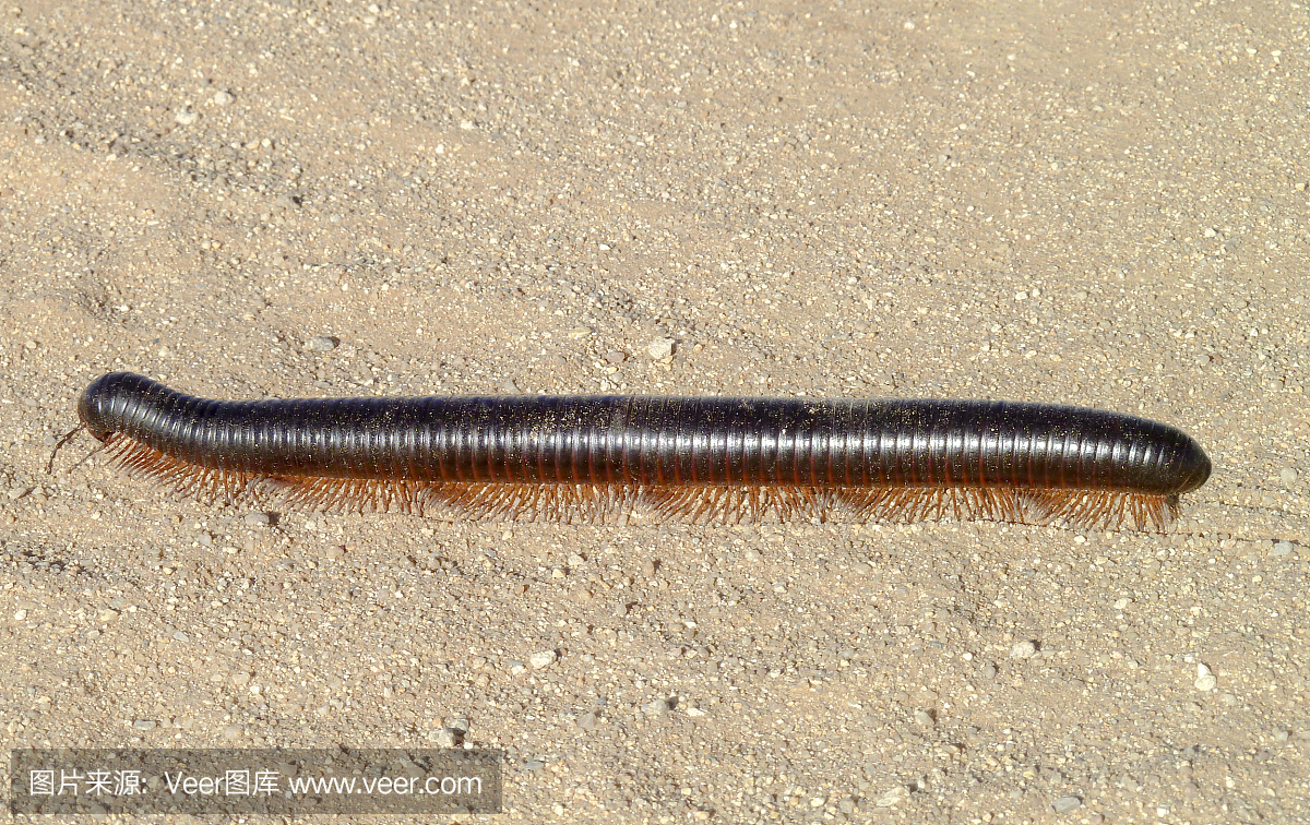 巨型非洲千足虫在纳米比亚
