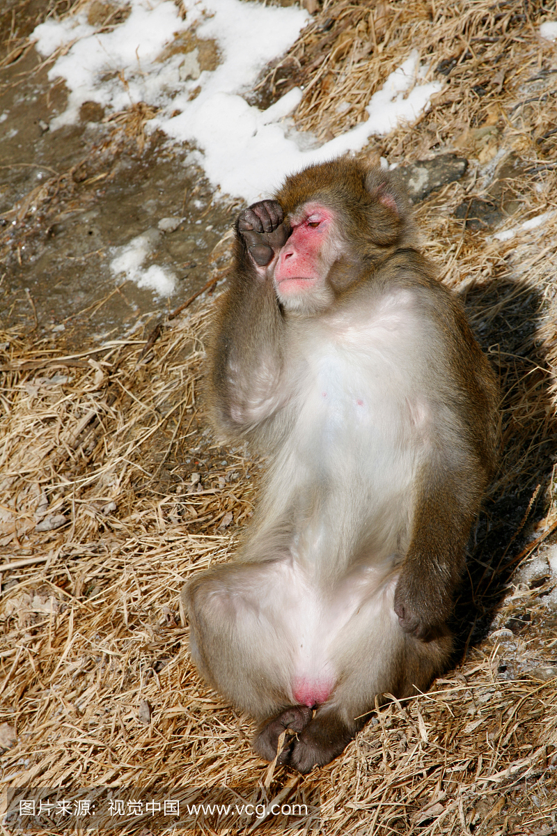 日本猕猴(Macaca fuscata)在日本冬天晒日光浴