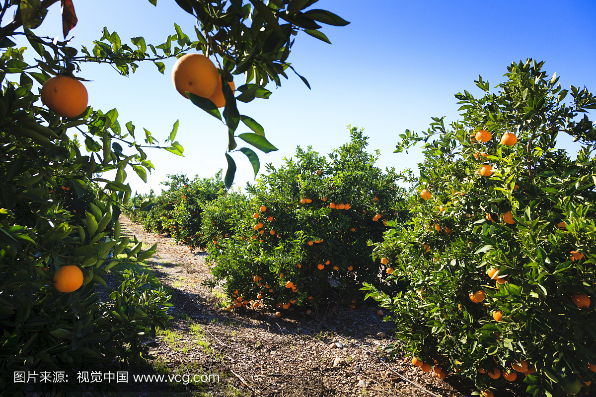 Oranges ripening in the sunshine on orange tre