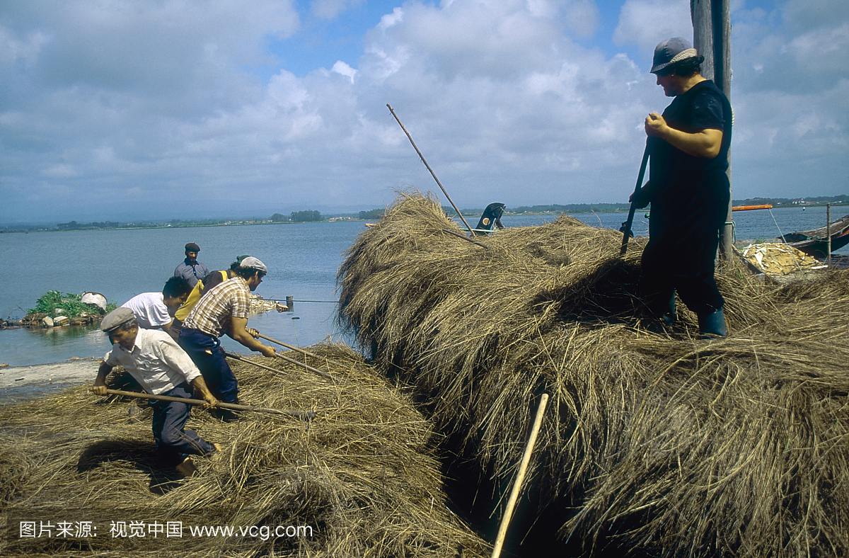 海藻收集者卸船,托雷拉