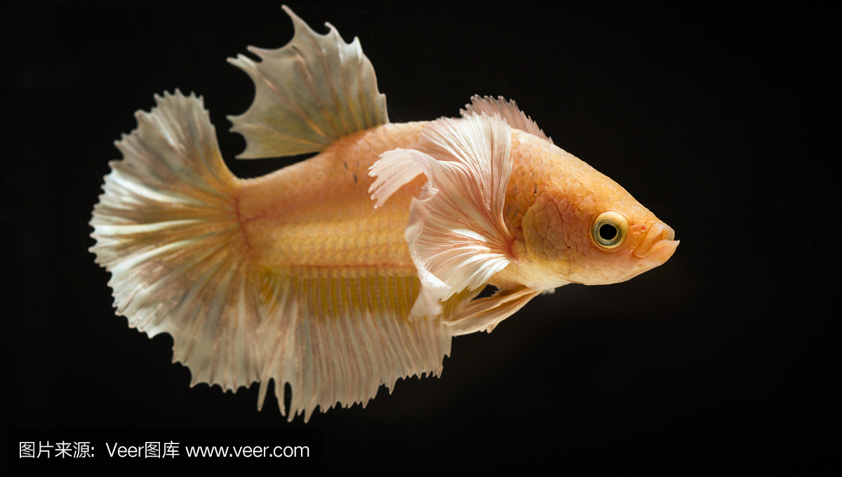 斗鱼或斗鱼在用于烘烤图片的特写视图中色彩鲜