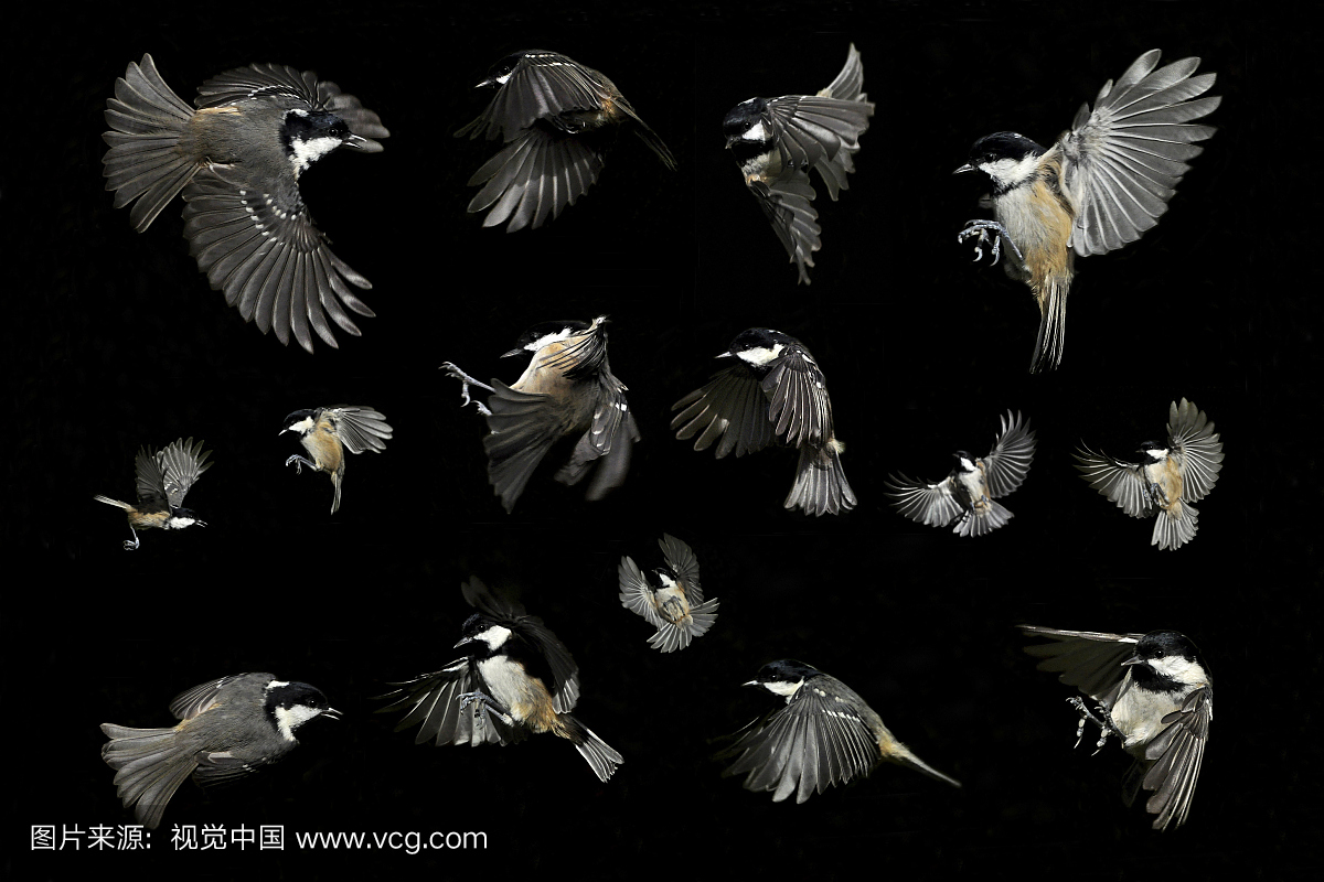 煤山雀在飞行中。