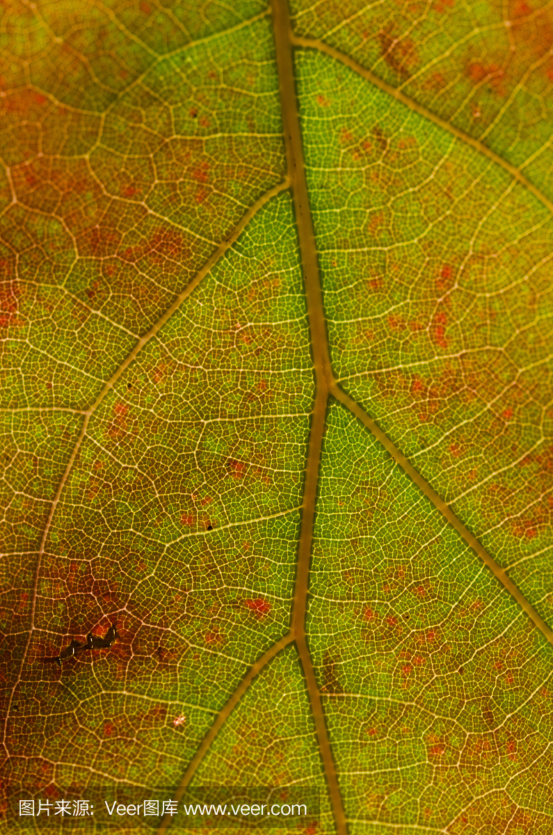自然摘要 - 垂死的叶的细胞和静脉