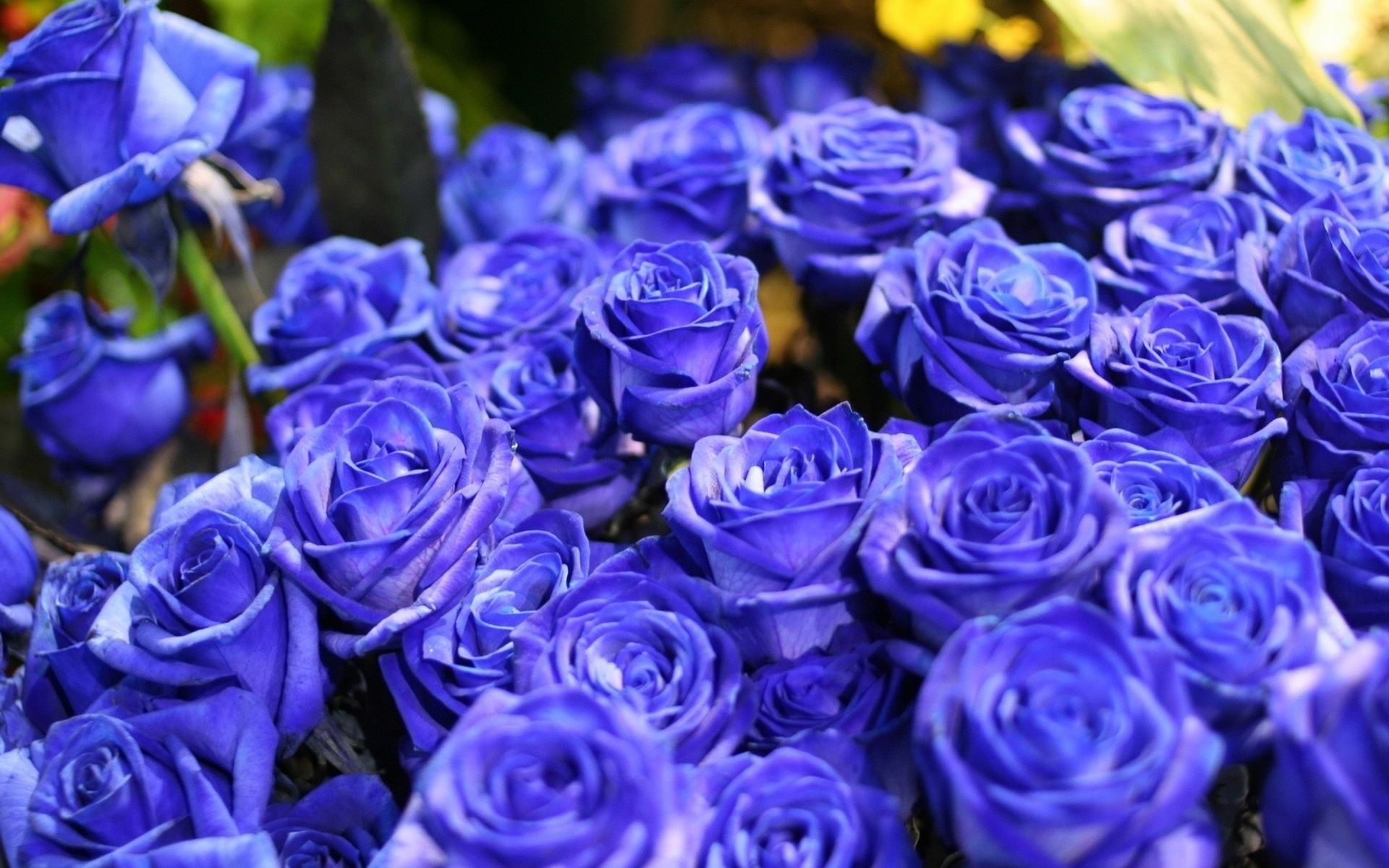 蓝色妖姬图片 蓝玫瑰是蓝色妖姬吗？ - 【可爱点】