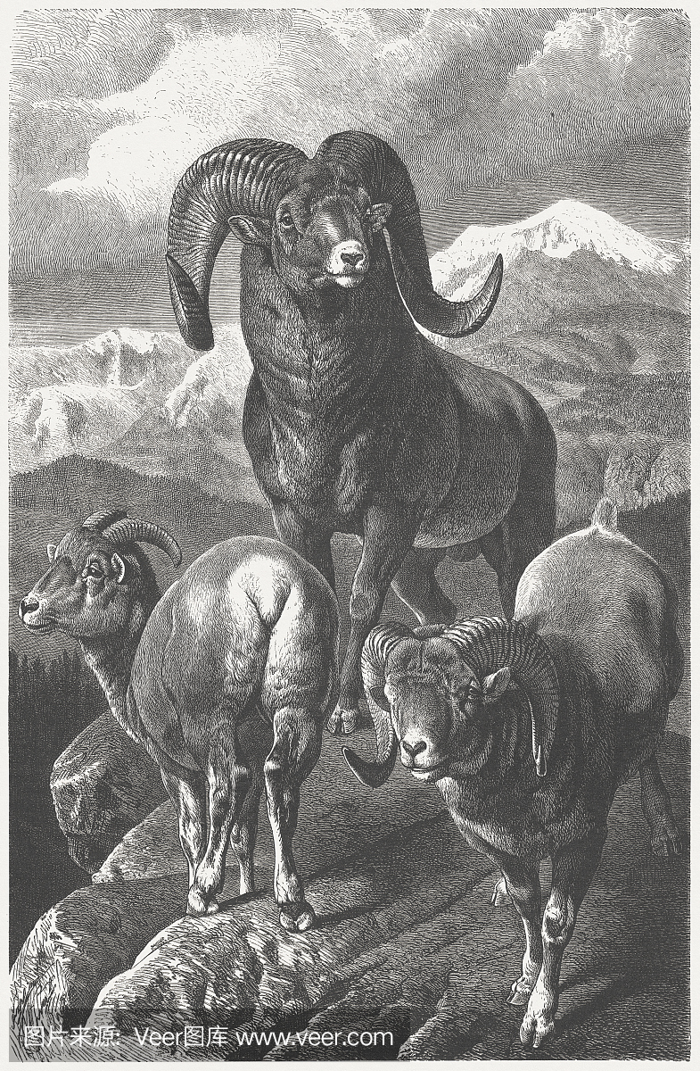 Argali(Ovis ammon),木刻,1877年出版