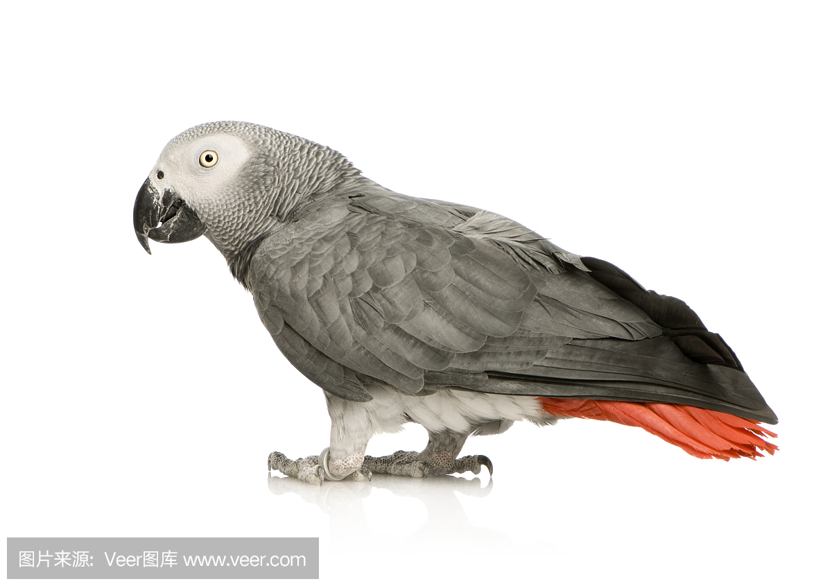 非洲灰鹦鹉,刚果灰鹦鹉,水平画幅,注视镜头