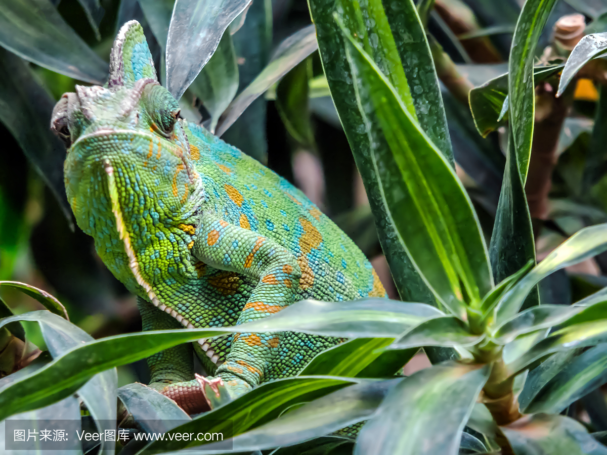 声囊,共鸣囊,面罩变色龙,蒙面变色龙