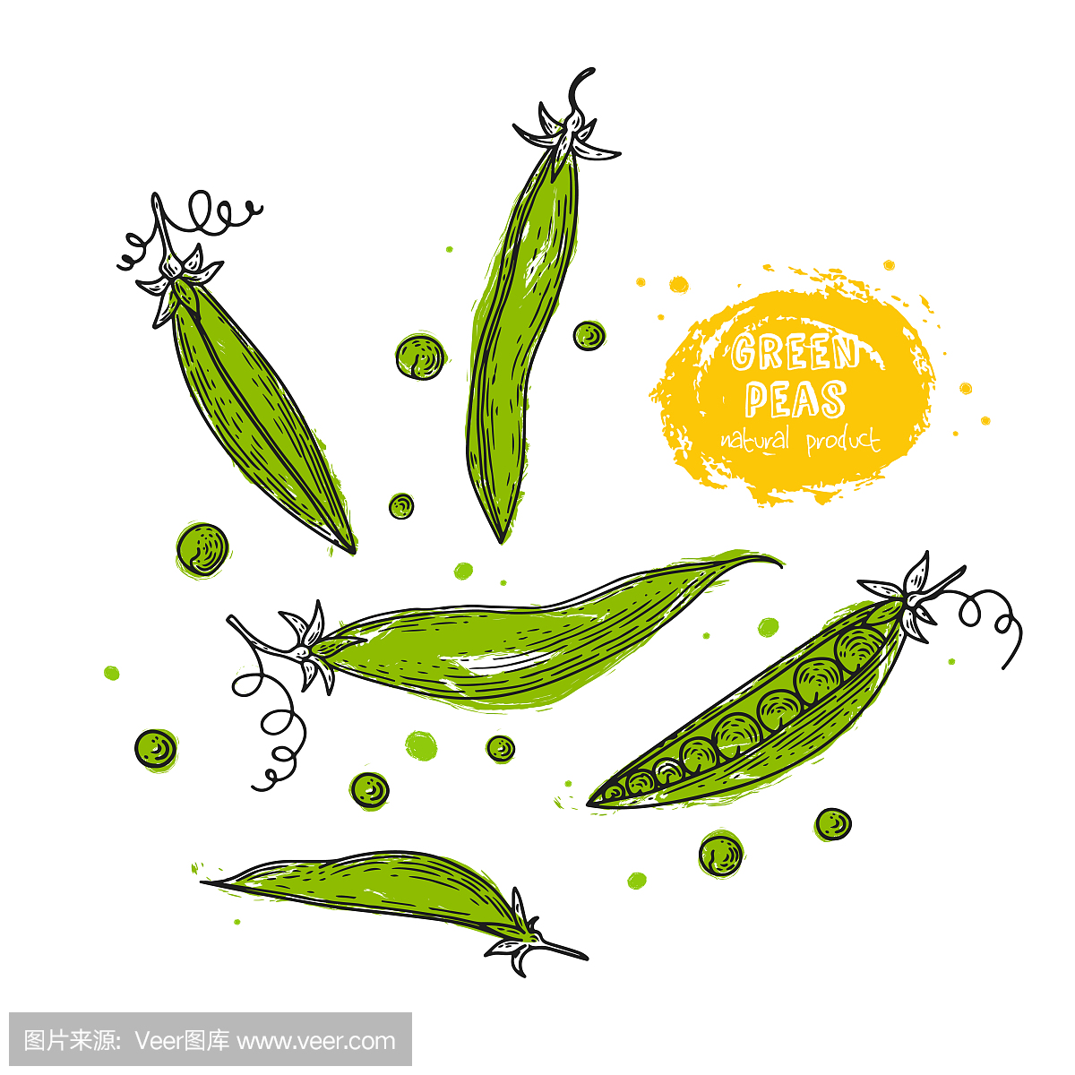 绿豌豆手中的雕刻风格的绘制的插图。详细的素