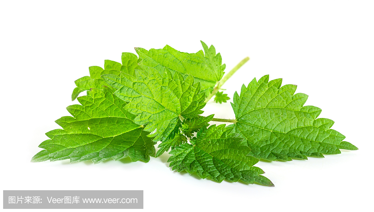 新鲜的荨麻叶