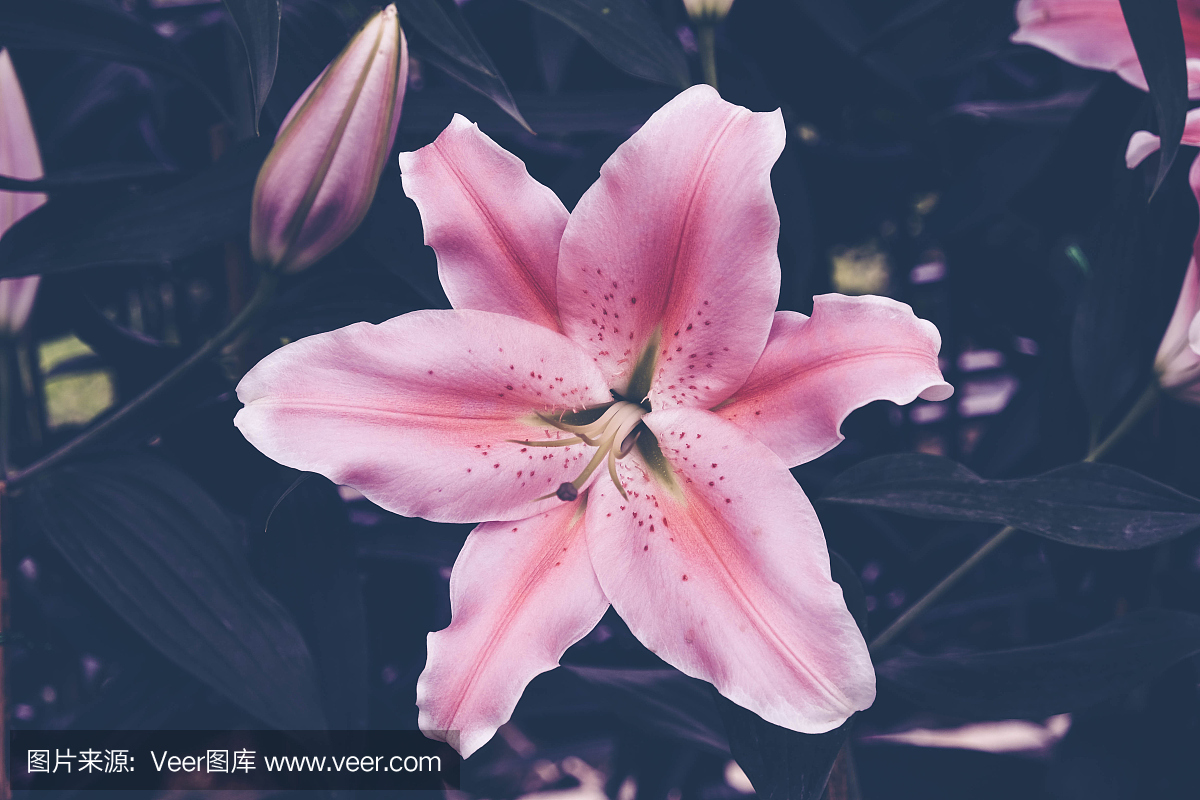 花背景。粉色百合花在花园里与滤镜效果复古怀