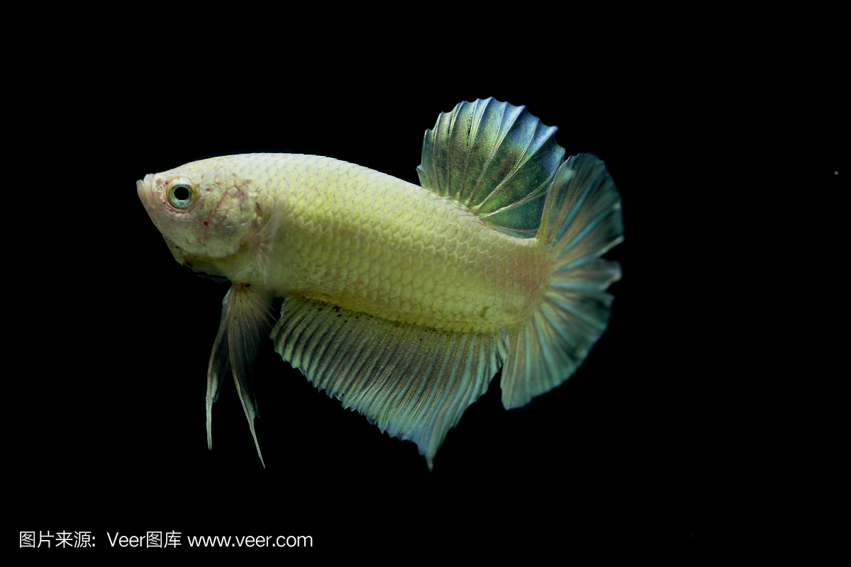 金色暹罗斗鱼或金色斗鱼