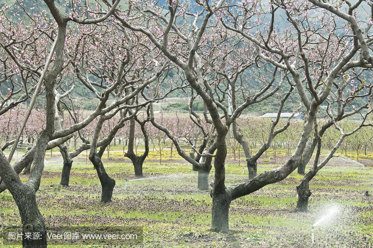 春天的桃树被灌溉