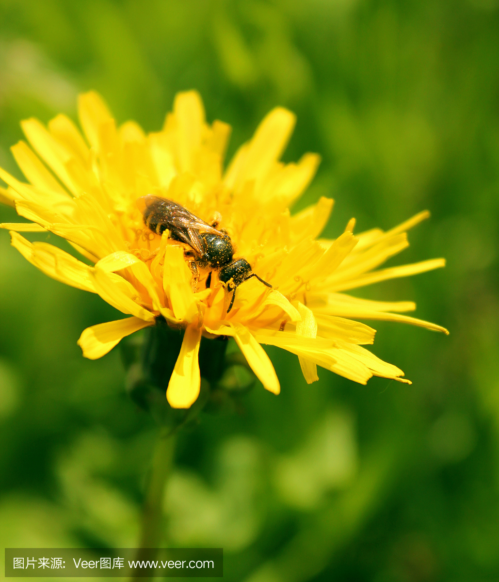 蜂花粉在蒲公英上