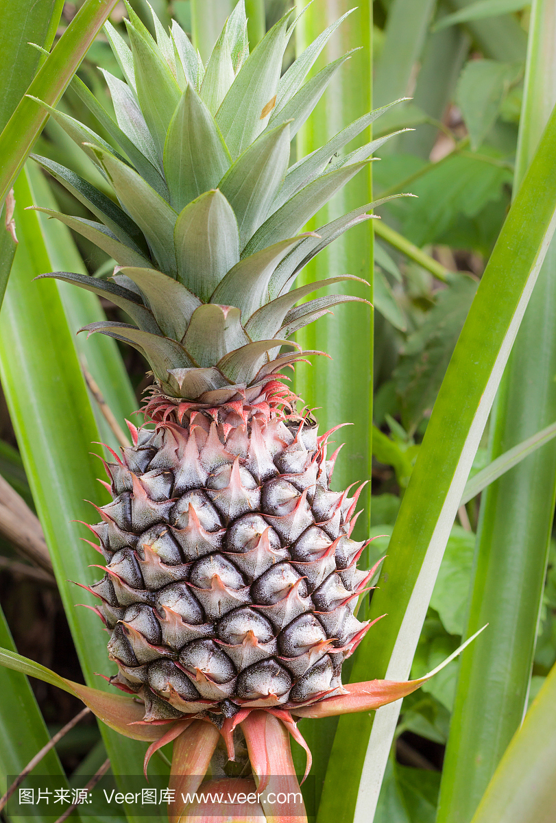菠萝热带水果在农场。