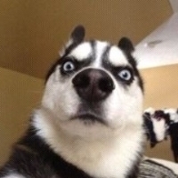 五只哈士奇的头像