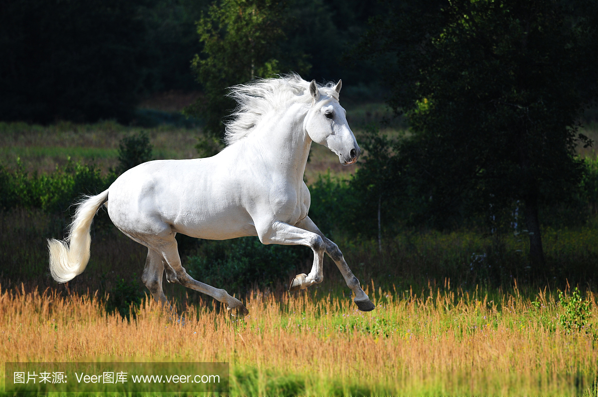 白色安达卢西亚的马（Pura Raza Espanola）在夏天奔跑
