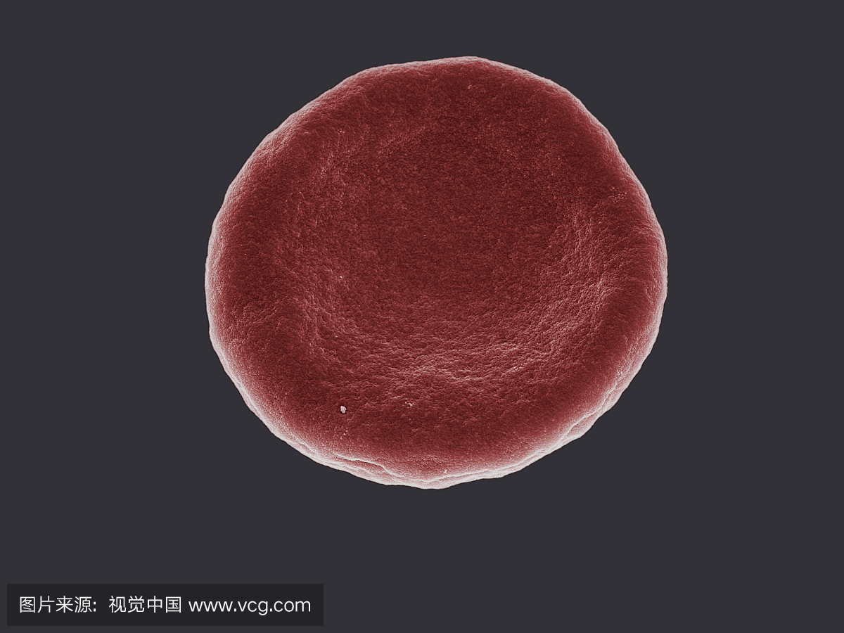 人红细胞(红细胞)等渗溶液(0.9%NaCl)。 SEM