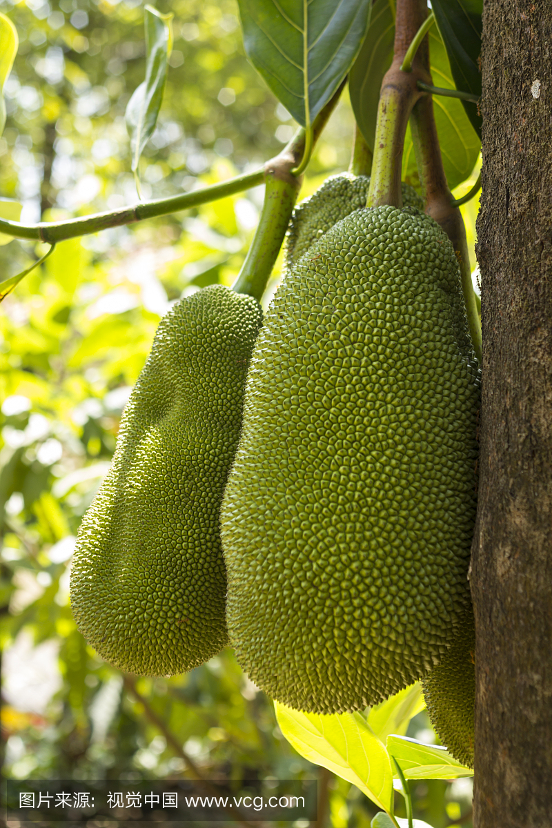 菠萝蜜,木菠萝,悬挂的,户外