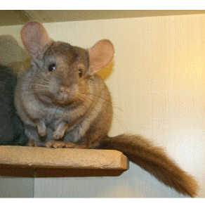 萌萌哒的可爱手绘龙猫动态高清壁纸 -桌面天下-50kb