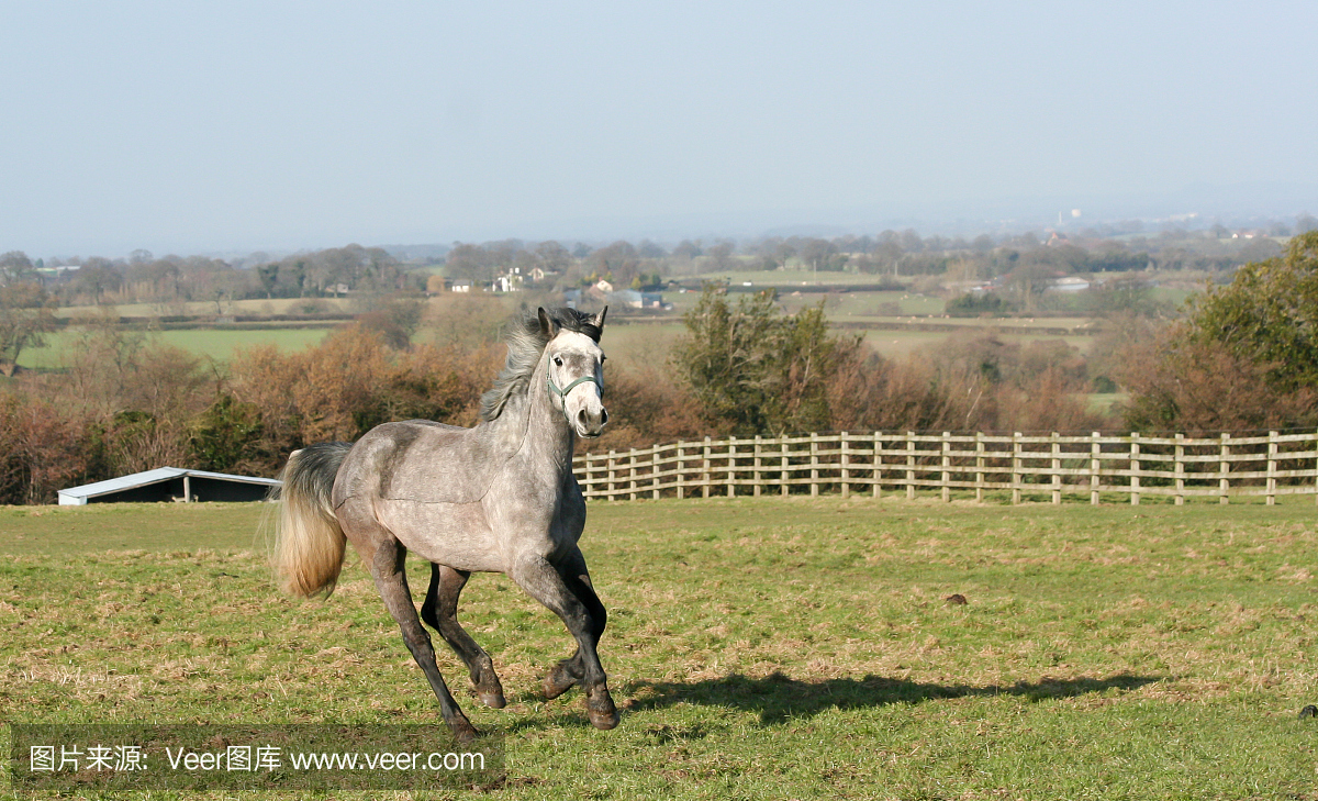美丽的dapple灰色马跑在英国乡村。