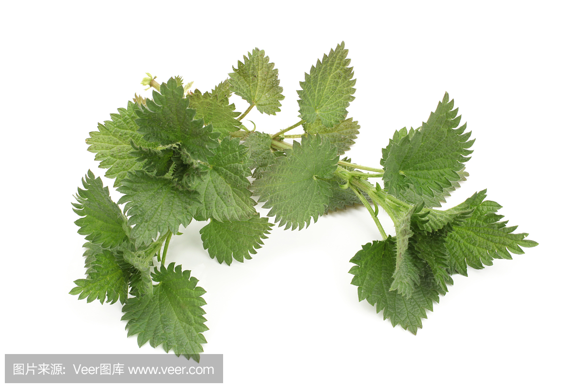 新鲜的荨麻叶